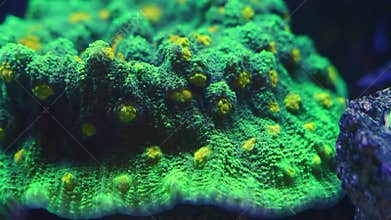 green space invader chalice coral polyp fluorescent animal macro texture, expensive demanding aquatic pet for aquarist, live rock