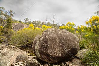 A rounded granite boulder and yellow wattle flowers in granite country