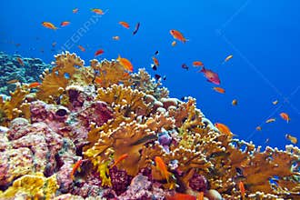 Coral reef with fire coral and exotic fishes at the bottom of tropical sea