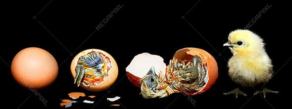 Egg hatching chick