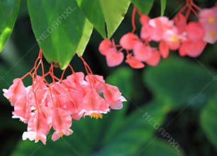 Tropical Begonia Flower