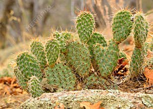 Prickly Pear Cactus