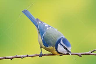 Blue tit, Parus caeruleus