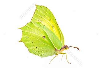 Beautiful Brimstone butterfly isolated on a white background with clipping path. Side view.