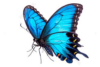 Beautiful Blue Ulysses butterfly isolated on a white background with clipping path