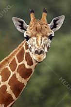 Giraffe Stare