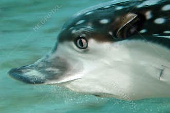 Spotted Eagle Ray