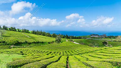 Tea plantation on the island of Sao Miguel island, Azores, Portugal