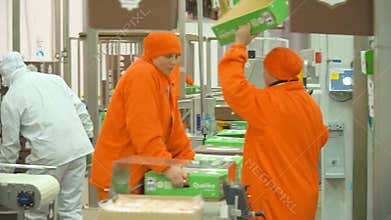 Production and processing of chicken meat. Conveyor line for processing and packaging of chicken broilers.