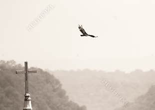 Bird and church