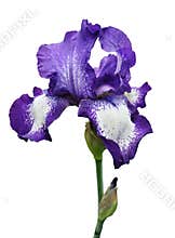 Violet iris flower isolated