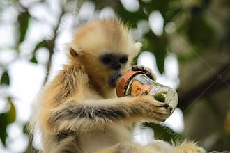 Baby white cheeked gibbon