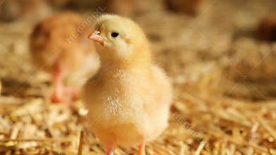 single fluffy baby day old chick looking on camera in front farmhouse straw bedding brooding