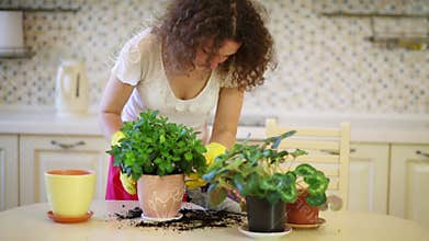 Young beautiful woman transplants flowers in pots