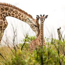A female giraffe grooming a cute baby giraffe\'s back.