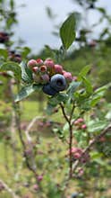 Blueberry bush branch swaying in the breeze.
