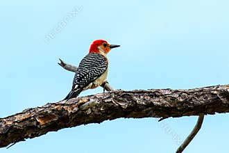 Red Bellied Woodpecker Venice Florida Rookery