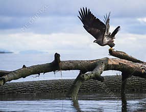 A young golden eagle takes off to hunt along the water in Comox Valley in British Columbia.