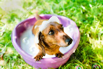 The dog takes a bath