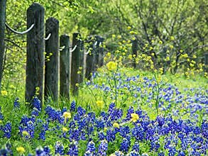 Texas bluebonnets in spring