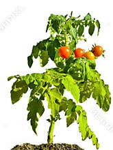 Cherry Tomato Plant