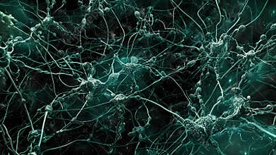 A tangled network of axon growth cones resembling a spiderweb of intricate pathways