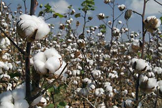 Cotton branch