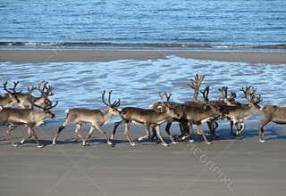 Reindeer on the beach