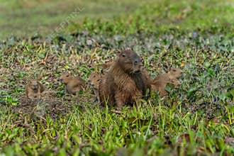 capybara Hydrochoerus hydrochaeris