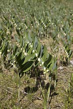 A close up shot of a pair of lily of the valley lilies