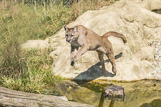 Puma (Felis Concolor)