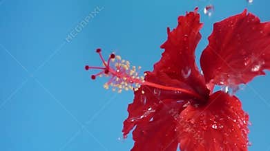 red Hibiscus flower head sprinkled with water on blue background, Slow Motion
