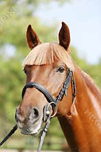Extreme closeup of a domestic saddle horse on a rural animal farm. Portrait of an angloarabian chestnut colored stallion against