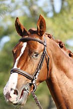 Extreme closeup of a domestic saddle horse on a rural animal farm. Portrait of an angloarabian chestnut colored stallion against