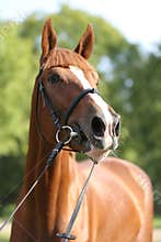 Extreme closeup of a domestic saddle horse on a rural animal farm. Portrait of an angloarabian chestnut colored stallion against