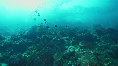 Colorful exotic fishes and sardines school swim near corals