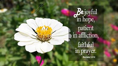 Bible verse quote - Be joyful in hope, patient in affliction, faithful in prayer. Romans 12:12 On the background of white flower.