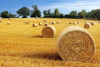 Hay bales in golden field