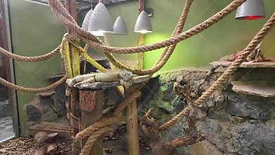 Iguana behind the glass of terrarium in zoo. Istanbul, Turkey