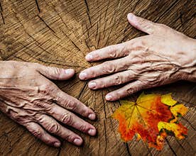 Old hands and old tree