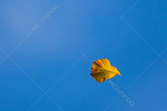 Rusty Leaf on a Clear Blue Sky Background
