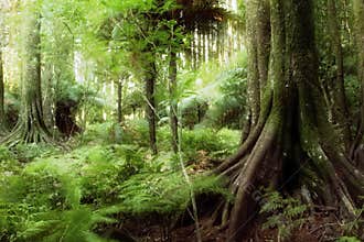 Jungle