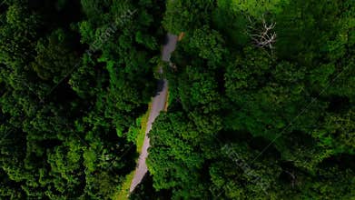 Aerial top down of beaten path in green forest in summer coal country Pennsylvania Appalachia
