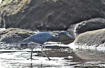 Wildlife in El Salvador: A Little blue heron is seen foraging for food in a beach