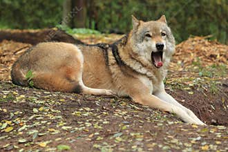 Yawning eurasian wolf