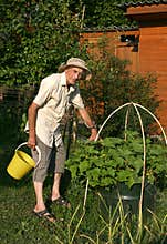 The elderly man at a bed with cucumbers