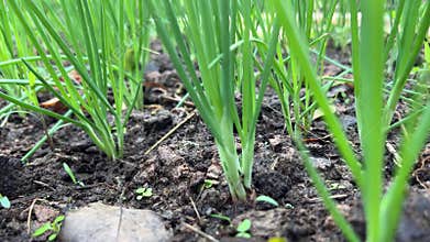 plant onions organic at farm garden.
