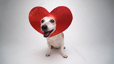 Love symbol red heart decoration on cute dog\'s head.
