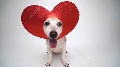 Adorable small dog Jack Russell terrier in red heart shaped decoration on the head looking at camera
