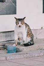cat on street on day light